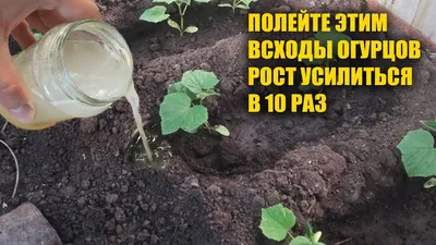 Пикирую всходы огурцов и помидоров | Пикабу