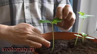 Всходы огурцов Двудольные листья Огурцы саженцев Стоковое Фото -  изображение насчитывающей макрос, органическо: 144639718