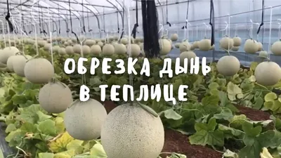 Когда сажать дыню 2023 посадка семян и рассады в открытый грунт