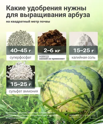 Выращивание раннего урожая дыни под пленкой для мульчирования