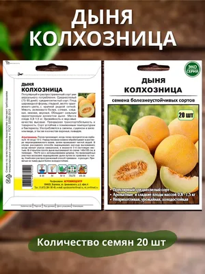 Как вырастить арбузы и дыни в теплице: основные рекомендации | Ягодный сад,  или прикладное садоводство в советах, вопросах и ответах Выращивание  арбузов и дынь в теплице: рекомендации и советы