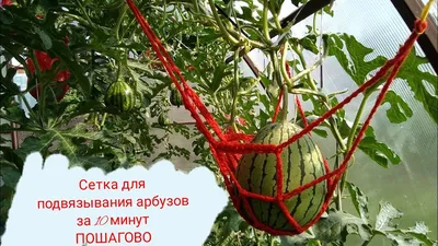 Как вырастить дыни в теплице: как обрезать для хорошего урожая