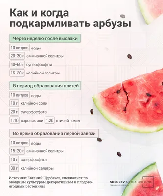 Выращивание дыни в теплице доступно каждому!