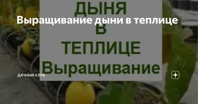 Когда сажать дыни в 2024 году на рассаду и в открытый грунт: благоприятные  дни посадки по лунному календарю