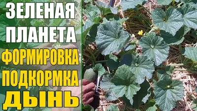Выращивание дыни в теплице | Дачный клуб | Дзен