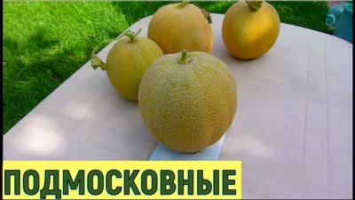 Выращивание дынь в средней полосе