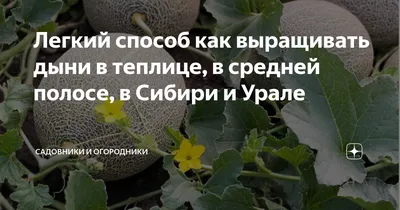 Дыня вьетнамская Подарок дедушки Хо Ши Мина Сады России - «Экзотический  сорт. Детям радость, да и взрослым удовольствие. Мой опыт выращивания в  теплице и на улице в сибирских условиях.» | отзывы
