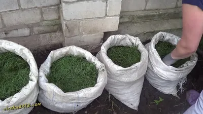 Выращивание картофеля в мешках - эксперимент - YouTube
