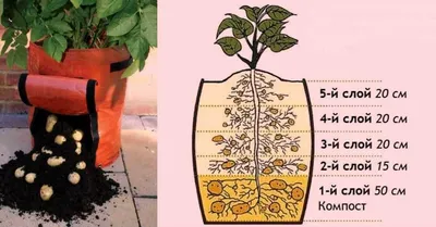 Выращивание картофеля в мешках: уход и сбор урожая – АГРАРИЙ