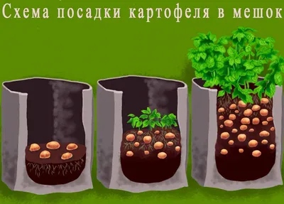 Выращиваем картофель в горшках и мешках — vazon.by