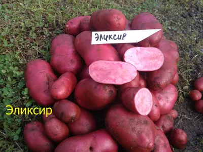 Картофель в мешках, бочках, пакетах и ящиках — урожай для ленивых.  Особенности выращивания. Фото — Ботаничка