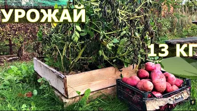 Картофель Коломбо - описание и характеристики. Топ 5 вкусных рецептов.