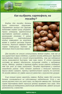 ВЫРАЩИВАНИЕ КАРТОШКИ В ЯЩИКЕ 5 сортов Обзор - YouTube