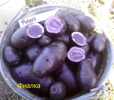 Выращивание картофеля из семян
