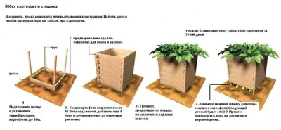 Выращивание картошки в мешках: преимущества и недостатки