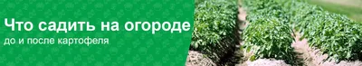 Выращивание картофеля в мешках – пошаговая инструкция. Посадка, уход,  преимущества и недостатки