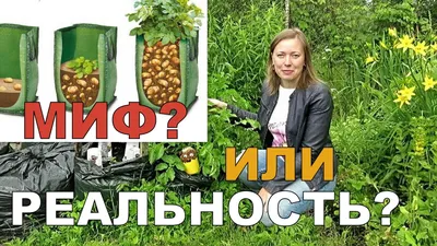 Выращивание картофеля в мешках – технология, фото