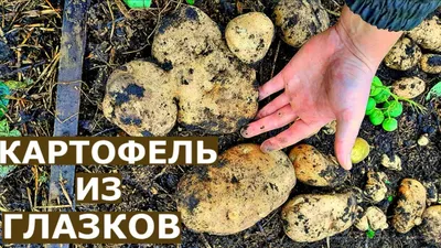 Выращивание картофеля в ящиках в домашних условиях: способы