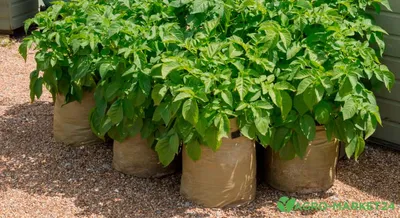 ОКУЧИВАНИЕ картошки В МЕШКАХ // Выращивание картофеля в мешках 3 / Potatoes  in bags 3 | Выращивание овощей, Картофель, Картошка