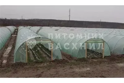 Выращивание клубники в теплице балаган, 18 метров