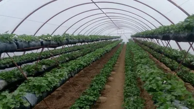 Туркменский клиент продолжает выращивать клубнику летом - Новости проекта -  Новости - Beijing Kingpeng International Hi-Tech Corporation