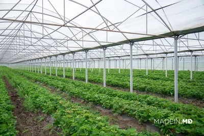 Строительство наших теплиц - Agro-Servis-Orzu экологичная клубника круглый  год