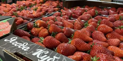 Технология выращивания клубники | Агро %
