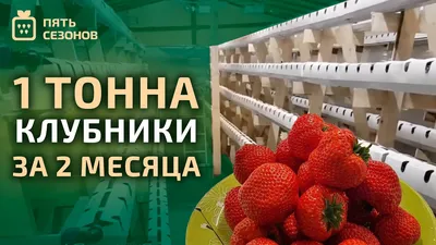 Теплицы для клубники | KARACA TARIM
