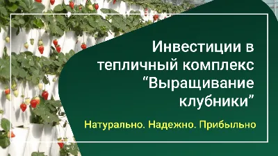 В России подорожала краснодарская клубника. В ЯНАО выращивают ягоду  круглогодично | Ямал-Медиа