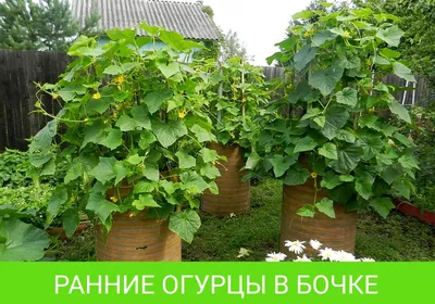 Выращивание огурцов в промышленных масштабах | Про Теплицы | Дзен
