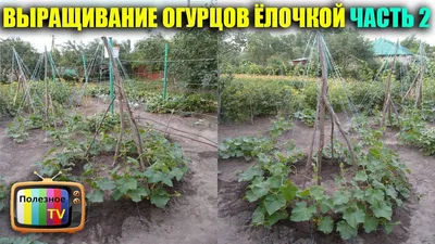 Выращивание огурцов в открытом грунте и теплице, семенами и рассадой -  Метеонова