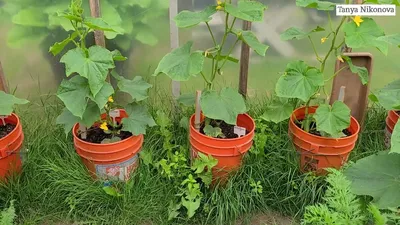 выращивание огурцов с помощью полиэтиленовых мульчинок для предотвращения  травы и сохранения влажности почвы Стоковое Фото - изображение  насчитывающей урожай, огурцы: 247277182