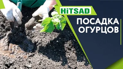 Особенности посадки огурцов на шпалере. Огурцы на сетке