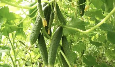 ВЫРАЩИВАНИЕ ОГУРЦОВ И ТОМАТОВ В ТЕПЛИЦЕ - AGRO.UZ