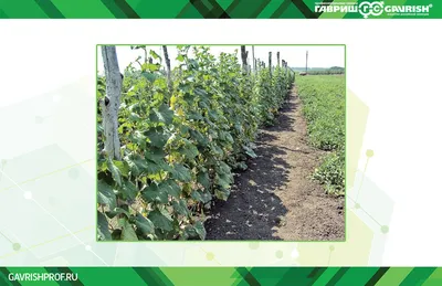 Посадка Огурцов в открытый грунт 🥒 Супер Способ посадки для Лучшего Урожая  🥒 рассада огурцов - YouTube