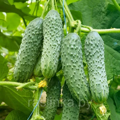 Выращивание огурцов в теплице ᐉ Блог Agriks