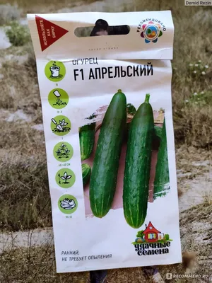 как вырастить здоровую рассаду огурцов | Арго Улан-Удэ