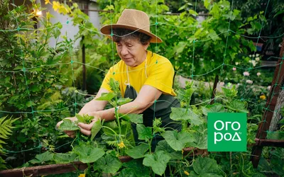 Как выращивать огурцы: от посева семян до высадки рассады в грунт - Good  Harvest | Семена | Удобрения | Средства защиты растений