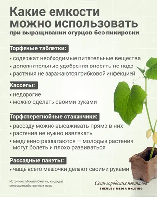 Специалист назвала восемь грубых ошибок при выращивании огурцов