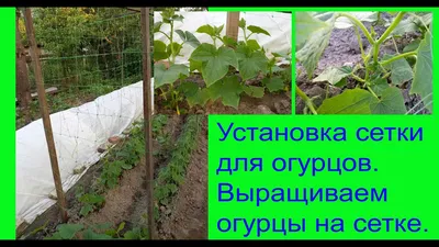 Установка сетки для огурцов. Выращиваем огурцы на сетке. - YouTube