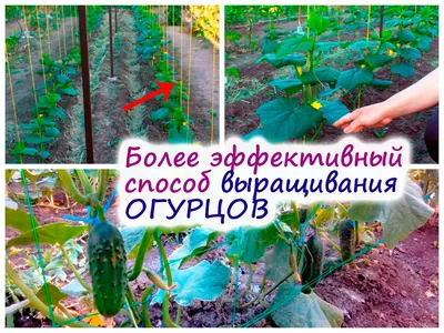 Шпалера для огурцов своими руками: как сделать шпалеру самостоятельно,  детальная инструкция