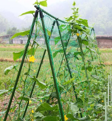 Вырастить огурцы на шпалере в открытом грунте | naidy-garden.ru