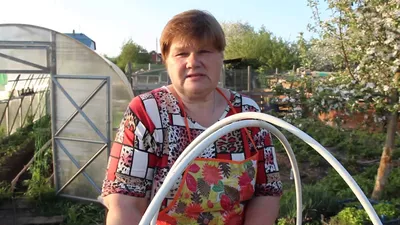 Посадка огурцов в бочку. Тонкости ухода. - YouTube