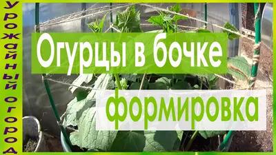 ВЫРАЩИВАНИЕ ОГУРЦОВ В БОЧКЕ!ПОДВЯЗКА И ФОРМИРОВКА! - YouTube