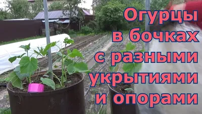 Высадка огурцов в бочки. Какие минипарнички и опоры для огурцов в бочках я  использовала за 4 года. - YouTube