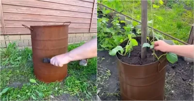 Что можно посадить в бочке на даче?
