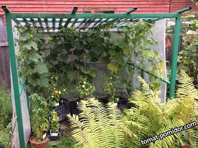 Грядки из старой бочки — Земля и люди