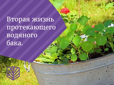 Урожай огурцов: как получить даже при небольшой площади участка