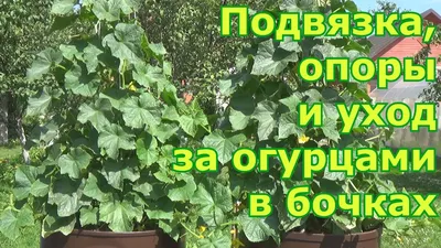 Огурцы в бочке: посадка и выращивание огурцов в бочке на даче, как  вырастить, лучшие сорта, технология, особенности, советы по уходу - Ортон
