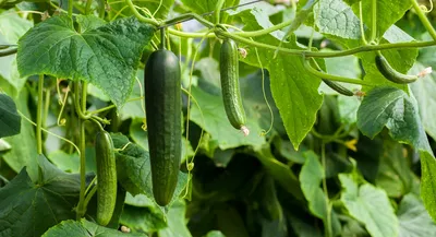 Как выращивать огурцы: от посева семян до высадки рассады в грунт - Good  Harvest | Семена | Удобрения | Средства защиты растений